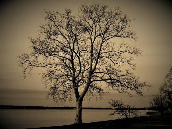 Trees Art Print featuring the photograph Vintage Vignette Version of Tree by the Delaware by Linda Stern