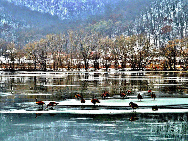 Geese Art Print featuring the photograph Walking on Water by Susie Loechler