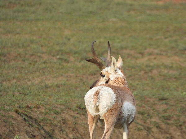 Antelope Art Print featuring the photograph Watchful Antelope by Amanda R Wright