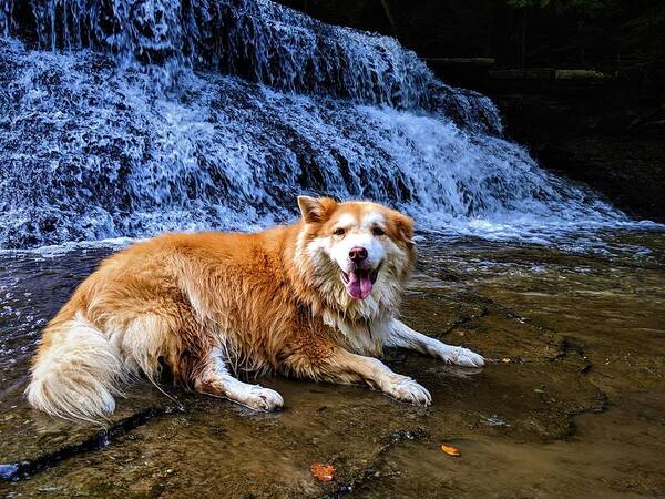  Art Print featuring the photograph Waterfall Doggy by Brad Nellis