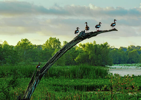 Bbsp Art Print featuring the photograph Whistling Ducks Greet The Morning At Elm Lake by Mike Schaffner