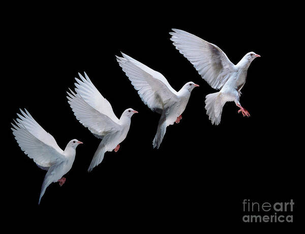 Columba Livia Art Print featuring the photograph White dove in flight multiple exposure 4 on black by Warren Photographic