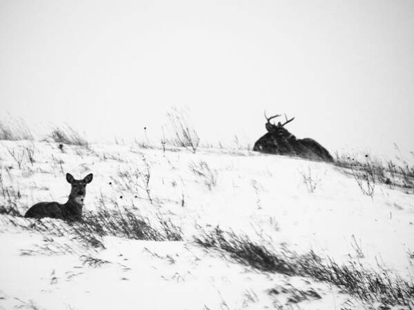 Deer Art Print featuring the photograph White Tail Deer In The Snow by Amanda R Wright