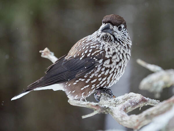 Finland Art Print featuring the photograph Whole and close. Spotted nutcracker by Jouko Lehto