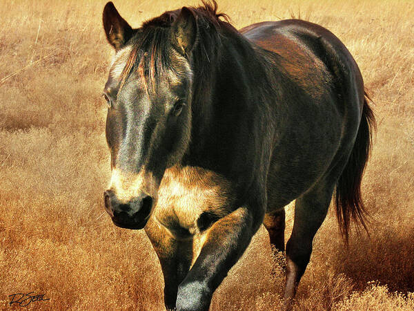 Horse Art Print featuring the photograph Wild Beauty by Rod Seel