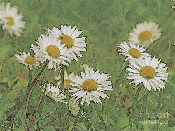 Daisy Art Print featuring the photograph Wild Daisies by Kim Tran