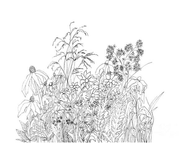 Wild Flowers Art Print featuring the drawing Wild Flowers - Ink Drawing by Patricia Awapara