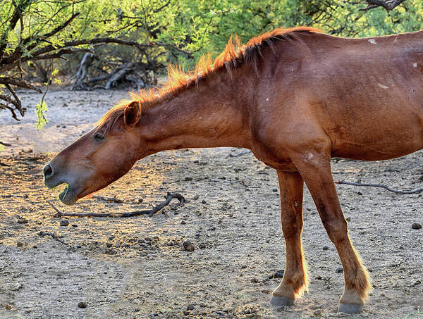 Wild Horses Art Print featuring the photograph Wild Horse bellows by Dave Dilli