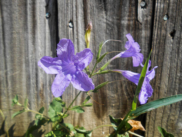 Ruellia Humilis Art Print featuring the photograph Wild Petunias by W Craig Photography