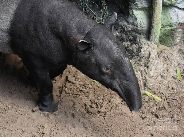 Tapir Art Print featuring the photograph Wild tapirs animal walking around in nature by DejaVu Designs