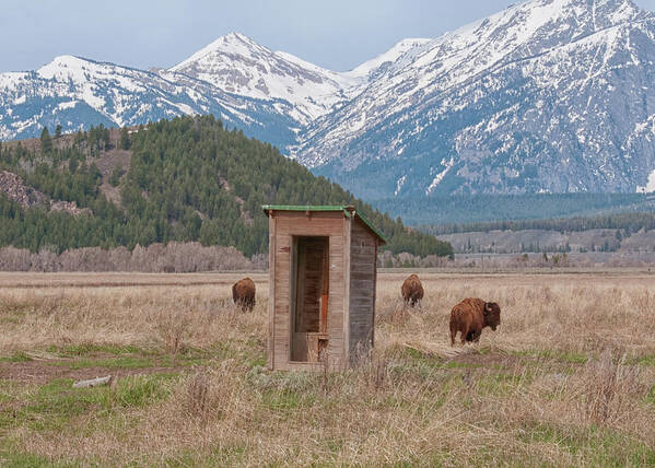 Mormon Row Art Print featuring the photograph Wilderness Outhouse by CR Courson