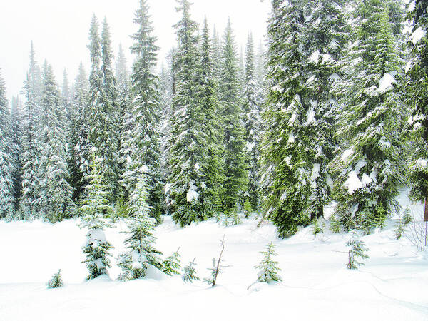 Okanagan Valley Art Print featuring the photograph Winter and Evergreens by Allan Van Gasbeck