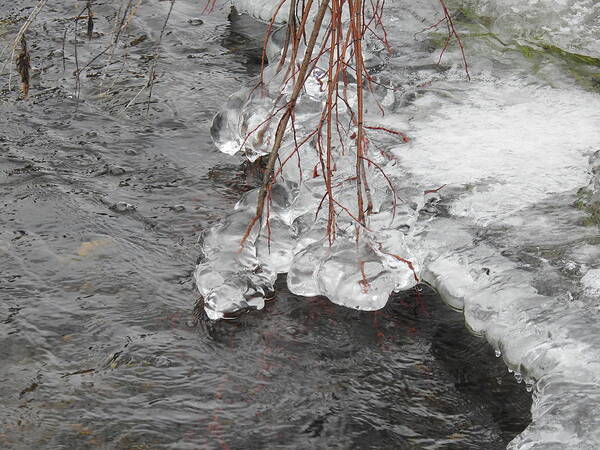 Ice Art Print featuring the photograph Winter creek by Nicola Finch