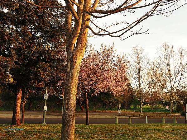 City Park Art Print featuring the photograph Winter Morning Landscape by Richard Thomas