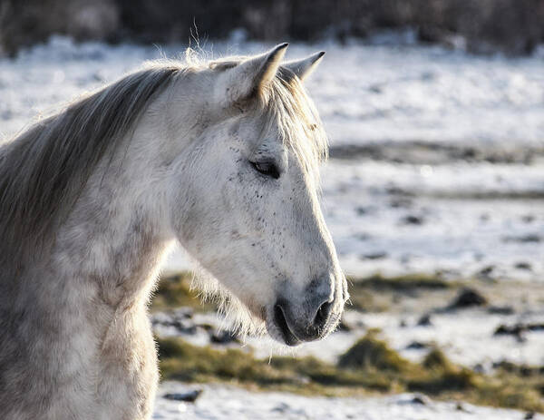 Winter Art Print featuring the photograph Winter Thoughts by Listen To Your Horse
