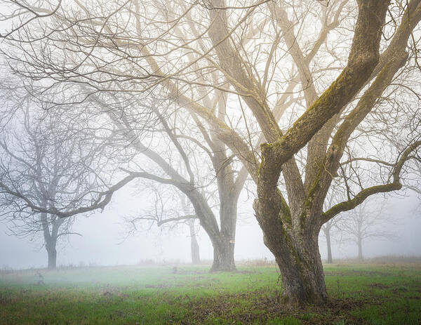 Trees Art Print featuring the photograph Winter Woodland In Fog by Jordan Hill