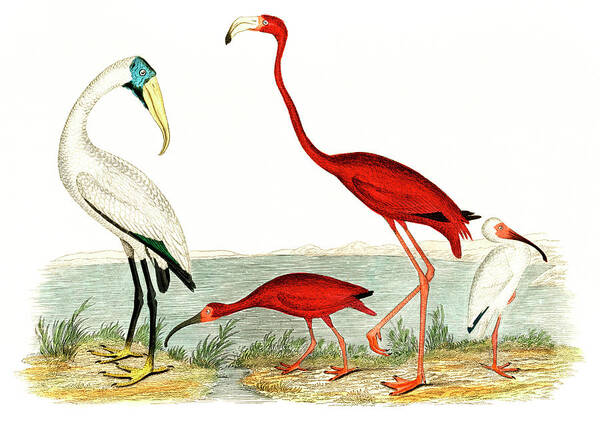 Alexander Wilson Art Print featuring the drawing Wood ibis and scarlet flamingo by Alexander Wilson