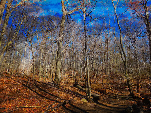 Woods Art Print featuring the digital art Woods with Deep Blue Sky by Russel Considine