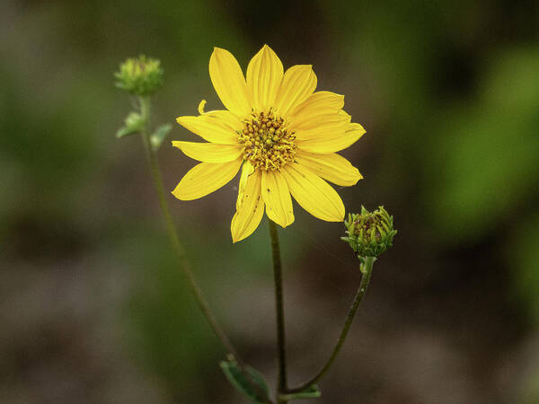 Yellow Flower Art Print featuring the photograph Yellow Flower by David Morehead