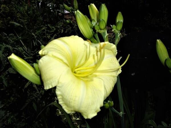 Lily Art Print featuring the photograph Yellow Lily by Nancy Ayanna Wyatt
