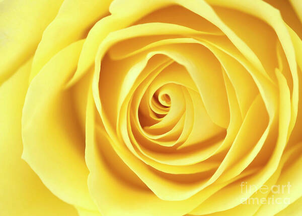 Beauty Art Print featuring the photograph Yellow rose by Jane Rix