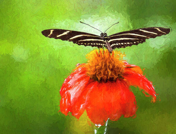 Butterfly Art Print featuring the photograph Zebra Longwing by Ginger Stein