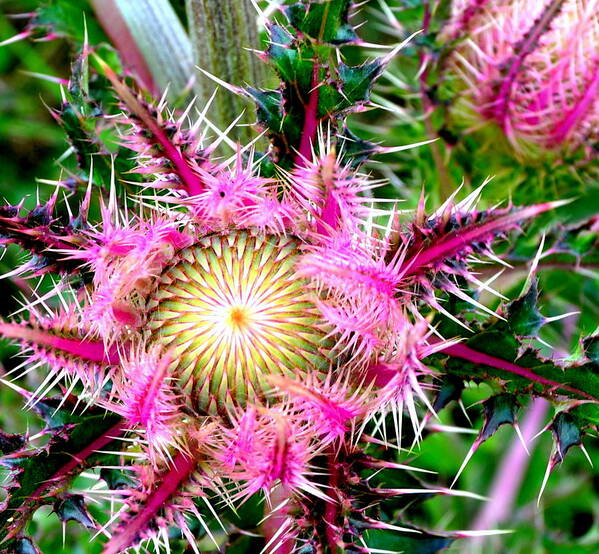 Thistle Art Print featuring the photograph Texas Thistles by Antonia Citrino