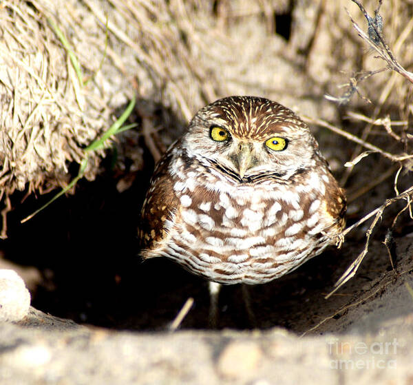 Bird Art Print featuring the photograph Owl by Oksana Semenchenko