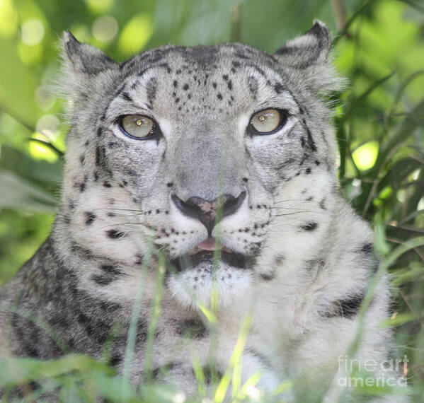 Snow Leopard Art Print featuring the photograph Snow Leopard by John Telfer