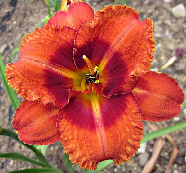 Tigger Daylily Art Print featuring the photograph Tigger Daylily #2 by MTBobbins Photography