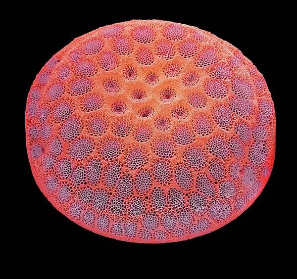 Alga Art Print featuring the photograph Diatom #37 by Steve Gschmeissner