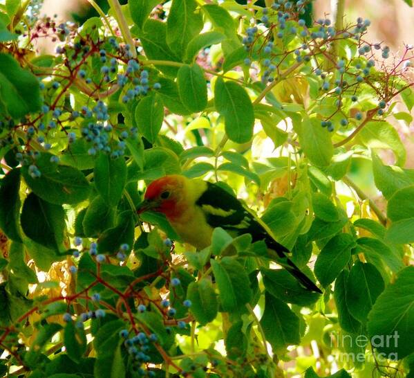 Western Tanagers Art Print featuring the photograph A Day With Mr. Tanager 7 by Jacquelyn Roberts