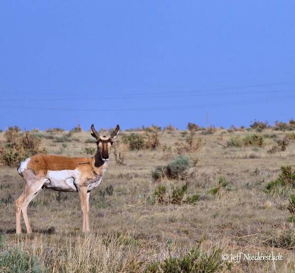 Wildlife Art Print featuring the photograph Antelope by Jeff Niederstadt