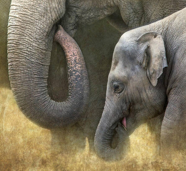 Elephant Art Print featuring the photograph Asian Elephants by Angie Vogel
