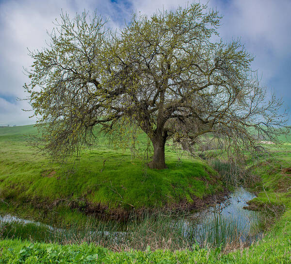 Panorama Art Print featuring the photograph At the Edge by Robin Mayoff