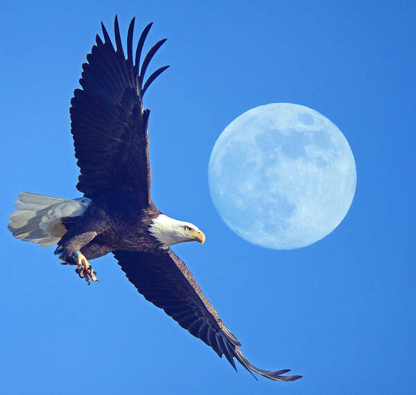 Bald Eagle And Full Moon Art Print featuring the photograph Bald Eagle and Full Moon by Raymond Salani III