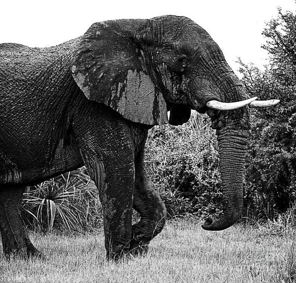 Elephant Art Print featuring the photograph Beautiful Elephant Black And White 38 by Boon Mee