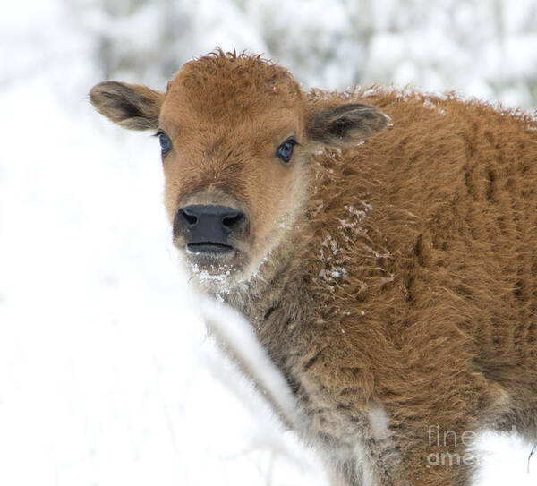 Bison Art Print featuring the photograph Bison Baby by Deby Dixon