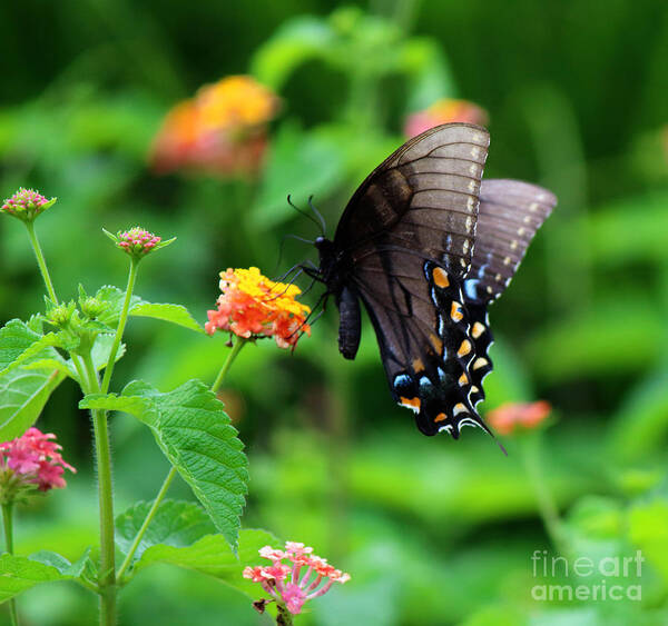 Photography Art Print featuring the photograph Black Swallowtail Among the Flowers by Jackie Farnsworth