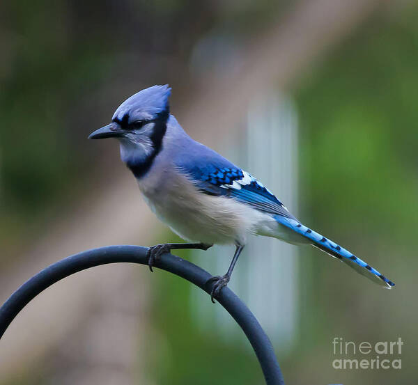 Bird Art Print featuring the photograph Blue Jay by Cathy Alba