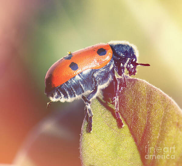 Bug Red Leaf Retro Light Instagram Square Nature Insect Green Life Greenery Dots Points Lady Bug Light Leak Art Print featuring the photograph Bug on a leaf by Perry Van Munster
