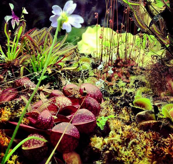 Carniverous Plants Art Print featuring the photograph Carniverous Plants by Gary Smith