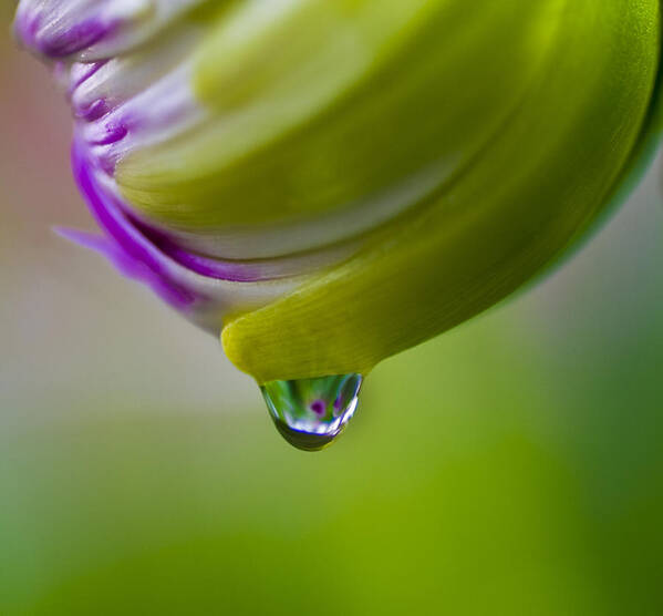  Print Art Print featuring the photograph Raindrop Bud by Diane Fifield