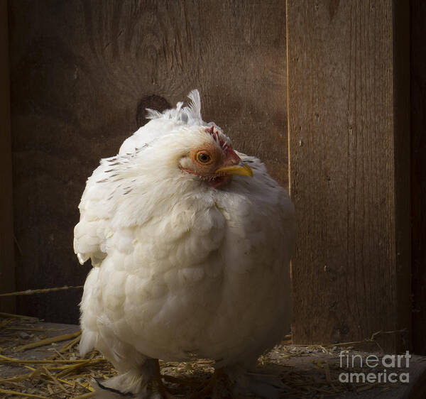 Fauna Art Print featuring the photograph Cold Chicken by Lili Feinstein