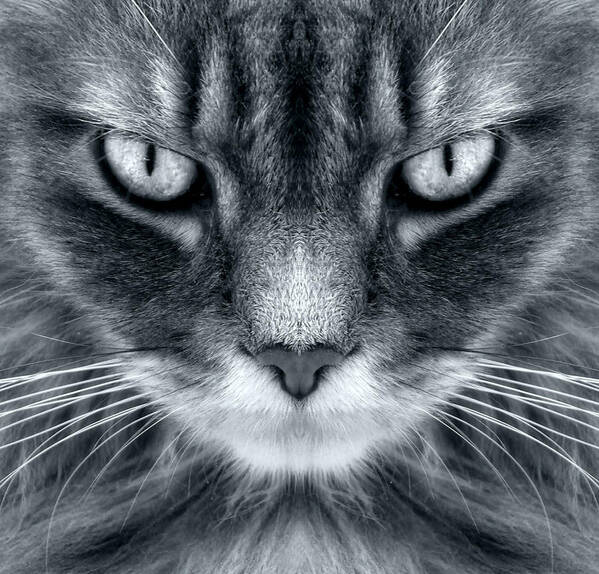 Cat Art Print featuring the photograph Come Closer by Louise Kumpf