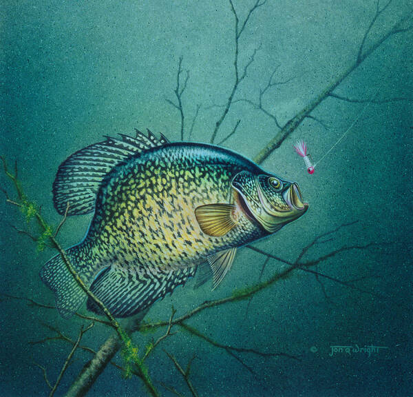 Jon Q Wright Art Print featuring the painting Crappie and Pink Jig by JQ Licensing