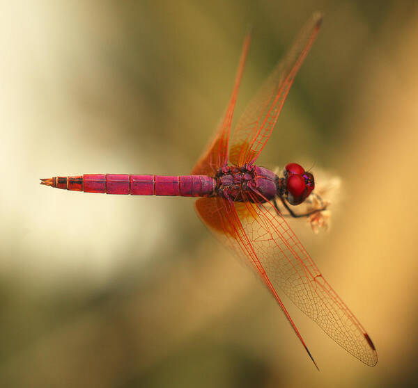 Dragonfly Art Print featuring the photograph Dropwing dragonfly by Paul Cowan