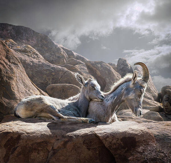 Horned Art Print featuring the photograph Female And Young Bighorn Sheep by Ed Freeman