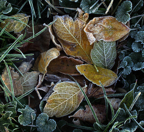 Leaf Art Print featuring the photograph Frosty Autumn Leaves by Ellen Tully