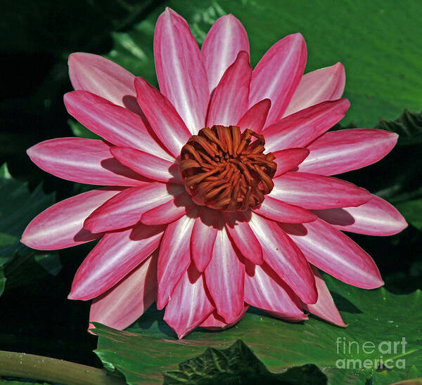 Waterlily. Pink Art Print featuring the photograph Grand Opening by Larry Nieland